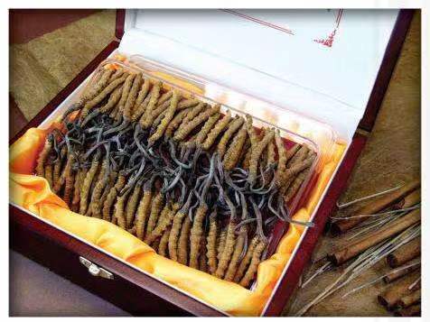 鹤庆冬虫夏草回收